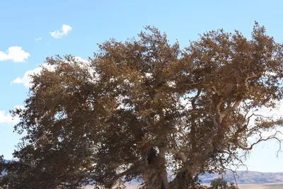 DSC_2310 (Large).JPG